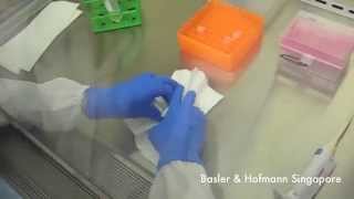 Biosafety BSL2 spill management in biosafety cabinet BSC [upl. by Maurie]