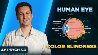 The Human Eye amp Color Blindness AP Psychology Unit 3 Topic 3 [upl. by Eugnimod]