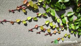 Ficus pumila Creeping Fig at Plantmark Wholesale Nurseries [upl. by Wahs]