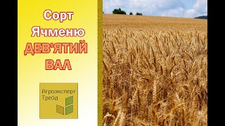 Озимий ячмінь Девятий Вал 🌾  опис сорту 🌾  насіння в Україні [upl. by Eisor]