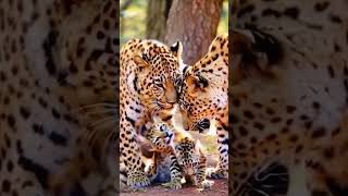 lions love baby foryou fypviral grow interesting fypviral unfreeze growmy [upl. by Aisetal]