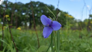 Spiderwort Plant Profile [upl. by Lrigybab]