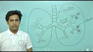 CHAPTER14 BREATHING AND EXCHANGE OF GASES PART2 11TH BIOLOGY NCERT FOR NEET [upl. by Yhpos]