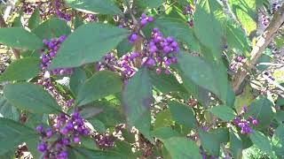 Callicarpa bodinieri var Profusion čes krásnoplodka Bodinierova [upl. by Arch]