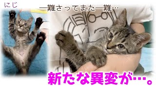 ND506【子猫】一難さってまた一難。新たな異変が…。【保護猫】 [upl. by Merras]