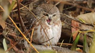 Northern Sawwhet Owl [upl. by Belier]