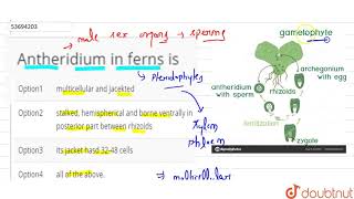 Antheridium in ferns is [upl. by Abixah]