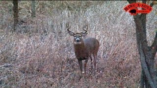 BEST SelfFilmed Illinois Deer Hunt Ever  Hunting Rutting Whitetail Bucks [upl. by Yarb]