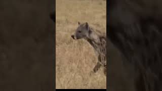 A hyena quietly approaches a sleeping antelope while its companions watch nearby [upl. by Casimire]