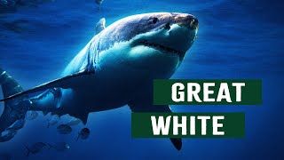 The Great White Shark The Oceans Most Misunderstood Predator  Shark Documentary [upl. by Harberd142]