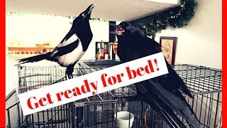 Magpie tells Pet Crow to Get Ready For Bed [upl. by Philine768]