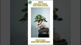 Inspirasi Bonsai dari sang master🤩 part 1bonsai bonsaitree bonsailife shorts garden [upl. by Pineda]