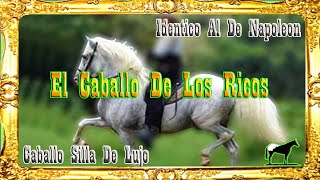 El Mejor Caballo De Baile Costarricense de Paso [upl. by Sammy]