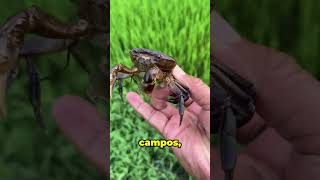 ¡Descubre cómo los cangrejos salvan los campos de arroz shorts agricultura curiosidades [upl. by Pet]