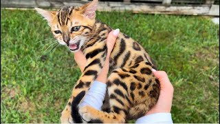 NEW BABY BENGAL KITTENS WHERED THEY COME FROM [upl. by Eirelav]