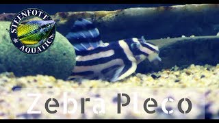 Zebra Plecos Hypancistrus Zebra Mystery Snails Yellow Shrimp 🐠 A Day in the Fishroom 🐠 [upl. by Daly92]