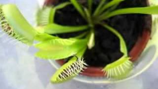 venus fly trap eating bee and bugs [upl. by Anay684]