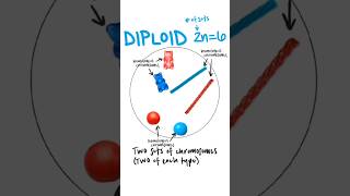 Ploidy  haploid n diploid 2n triploid 3n ploidy haploid diploid triploid [upl. by Nalyad797]