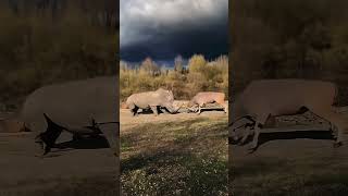 Antelopes are no match for rhinos AnimalWorld FantasticBeastsHere AnimalWorldHighlights Antelope [upl. by Cuthburt]