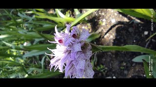 Topbaş salebi orchis tridentata orchid cultivation [upl. by Lehctim]