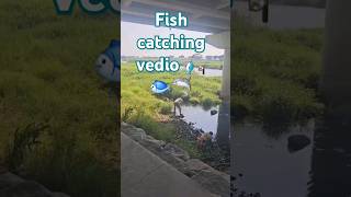 fish catching vedio 🎣🐟🦈 youtubeshorts youtube cute ytshorts kaliyugaya [upl. by Koch587]