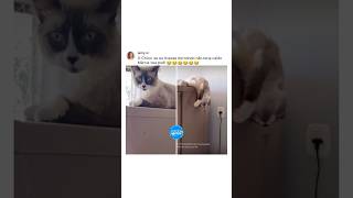 Foi acordar o gato pra não cair e o inesperado aconteceu 🐈😂 shorts memes [upl. by Embry]