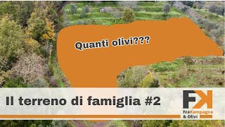 Vediamo l’oliveto c’è da lavorare… [upl. by Wernsman152]