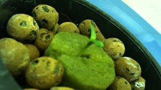 How to Grow Hydro Weed Indoors  Planting Seeds Again [upl. by Eimmelc24]