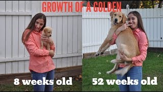 Golden Retriever Puppy Growing Up 8 Weeks 1 Year [upl. by Acinom]