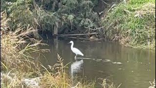 Cleaning the Amanogawa Amano River in Hirakata and checking out the wildlife [upl. by Marisa]