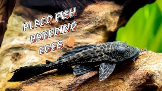 pleco fish sucker fish breeding and there eggs aquarium pleco fishbreeding [upl. by Hathaway]