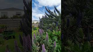 Beautiful Echium [upl. by Brosine]