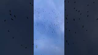 Crows Cawing crows asmrbirdsong asmrsound bluesky asmrcommunity [upl. by Lemcke]