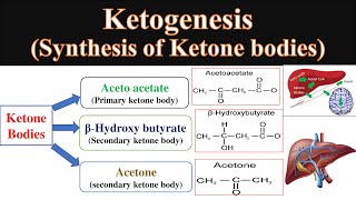 Ketone body synthesis  Ketogenesis  Formation of ketone bodies  Synthesis of ketone bodies [upl. by Briano919]