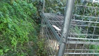 🚶‍♂️ Wild Boar Trap  Softypapa Adventures  Walking in Japan [upl. by Lebazi]