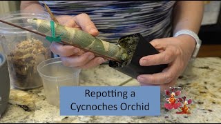 How to Repot a Cycnoches Orchid  Dormant Leafless Bulb Gets a Quickie RepottingUppotting [upl. by Gamber106]