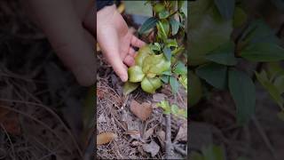 Camellia leaf gall harvesting  Enjoy beautiful nature with rural life shorts ytshorts farming [upl. by Pember]