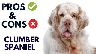 Clumber Spaniel Dog Breed Pros and Cons  Clumber Spaniel Advantages and Disadvantages [upl. by Cerell718]