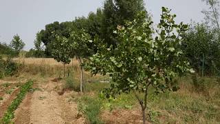 Pistachos en Castilla y León [upl. by Idnyl]