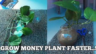 How to grow money plant faster [upl. by Esirec]