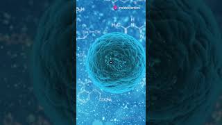 Mitosis explained through animation  BIOLOGY  shorts ytshorts youtubeshorts biology neet2025 [upl. by Galina]