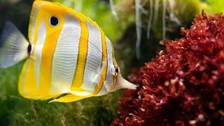 Top 10 Most Colorful Fish in the World [upl. by Akcimat]