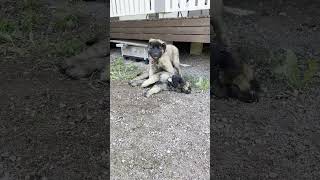 Leonberger puppy playing with her sister puppy leonberger dog cute cutedog [upl. by Reivilo156]