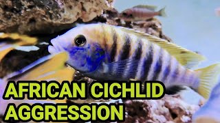 Epic African Cichlids Fight  Aggressive Malawi Mbuna Fighting [upl. by Nilrev]