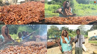 CREVETTES FUMÉES DU BENIN AU SENEGAL ÇA SE PASSE CHEZ ROSALINE A FANDA COMMUNE DE NIAGUIS [upl. by Tranquada]