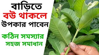 চেনা গাছের অজানা কাজ  কোথায় আছে খোঁজ করুন এই শক্তিশালী গাছDiabetes kamate peyara pata [upl. by Pauly]