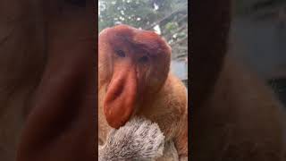 Nakula the proboscis monkey looks cute eating podcasts Changlong Proboscis Monkey Come to Changlon [upl. by Henka30]