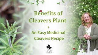 Benefits of Cleavers Plant  A Weed You Can Eat  Cleavers Recipe [upl. by Miarhpe]