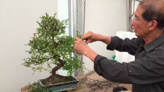 How to Prune a Chinese Elm Bonsai Tree EASY  Peter Chan [upl. by Gonick]