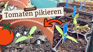 Wann und wie werden Tomaten pikiert und umgetopft [upl. by George6]